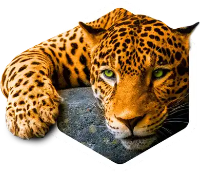 tiger-logo-mobile